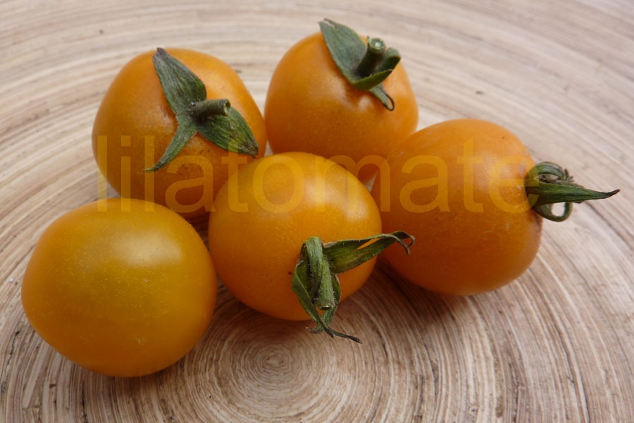 Tomate 'Katinka