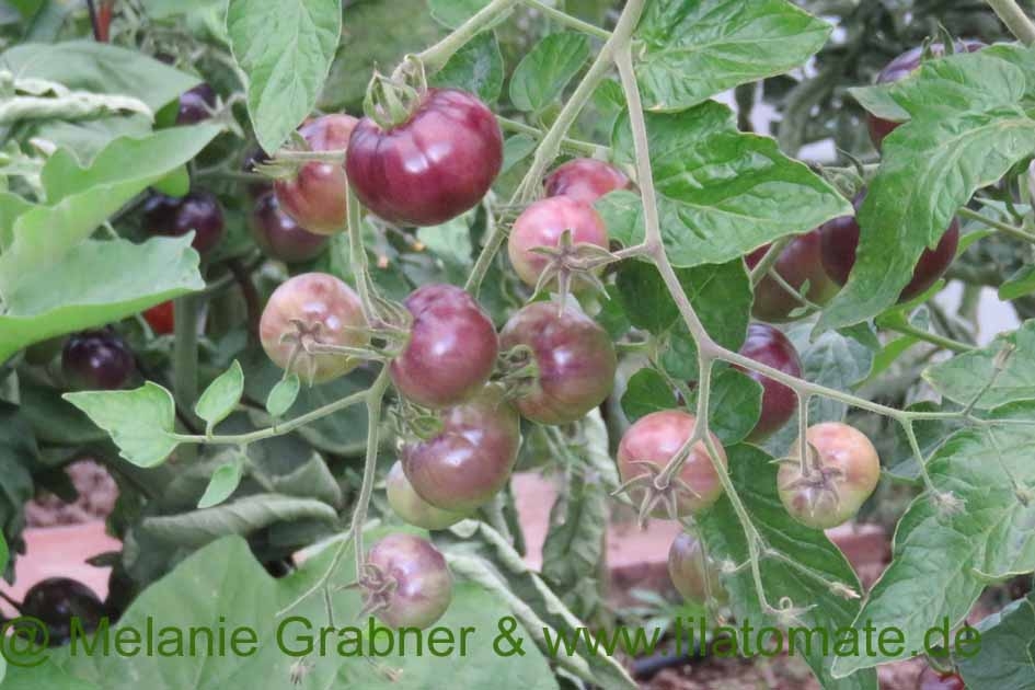 Tomate 'Königin der Nacht' 