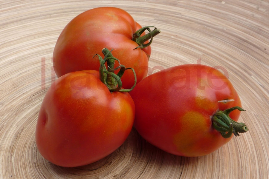 Tomate 'Kasachstan Rote Flasche' 