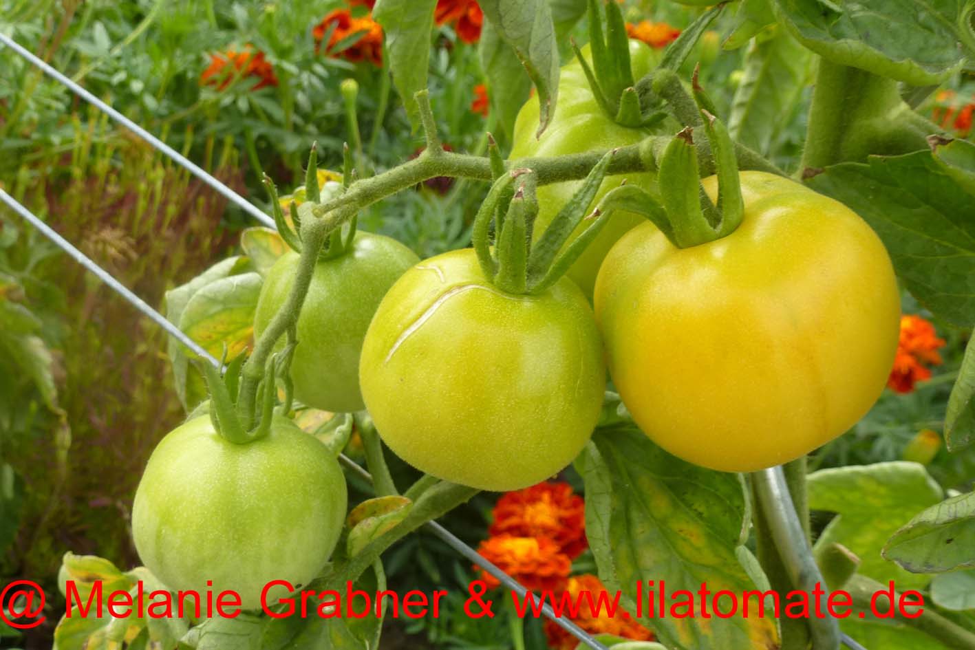 Tomate 'Weißer Pfirsich' 