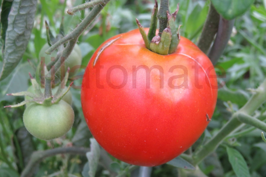 Tomate 'Sonja' 