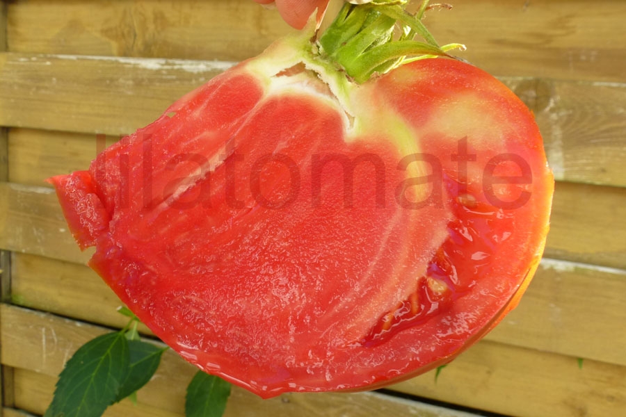 Tomate 'Bulgarische Fleischtomate, rot' 