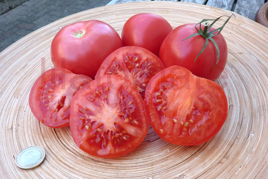Tomate 'Malinova'