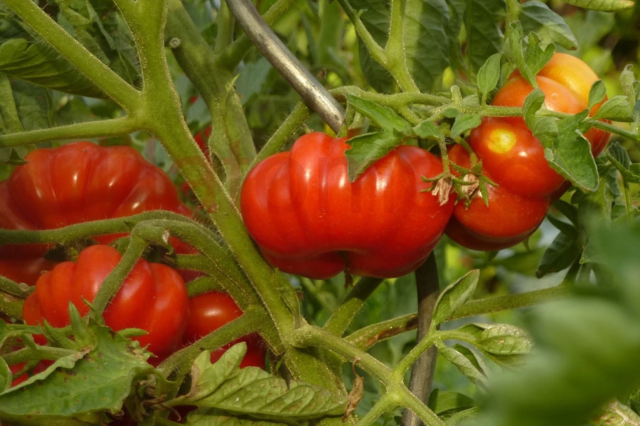 Tomate 'Costoluto Fiorentino'
