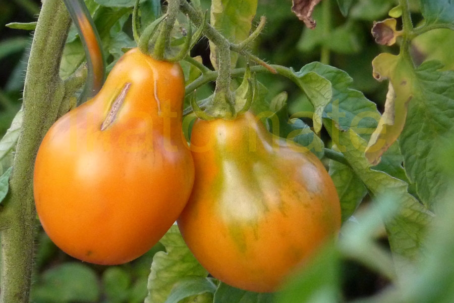 Tomate Japanische Birne