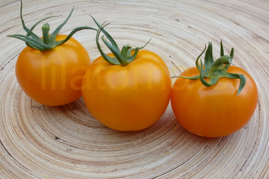 Tomate 'Gelbe Fleischtomate rund' (Arbeitstitel) Saatgut