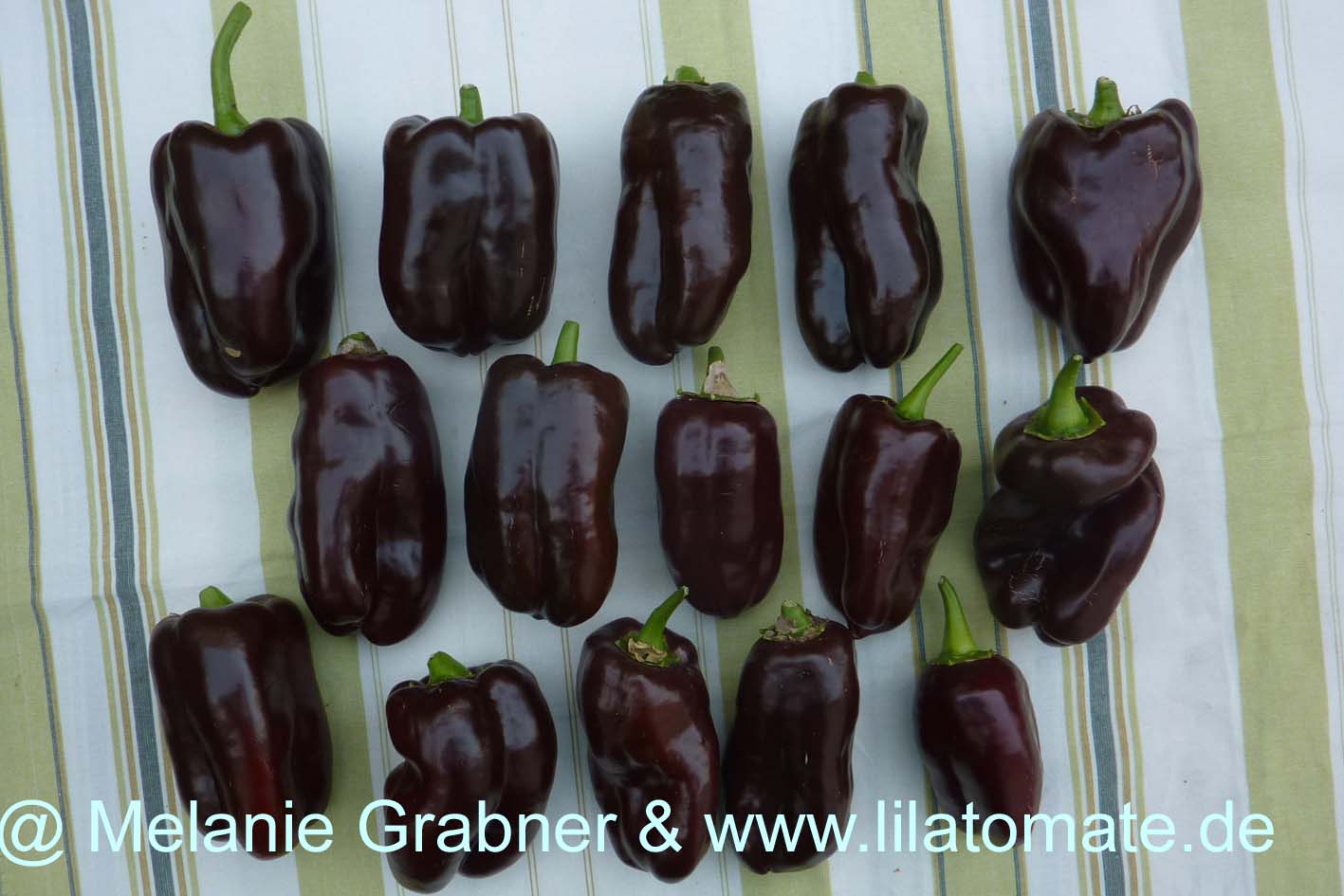 Paprika 'Sweet Chocolate' Paprika 'Sweet Chocolate'