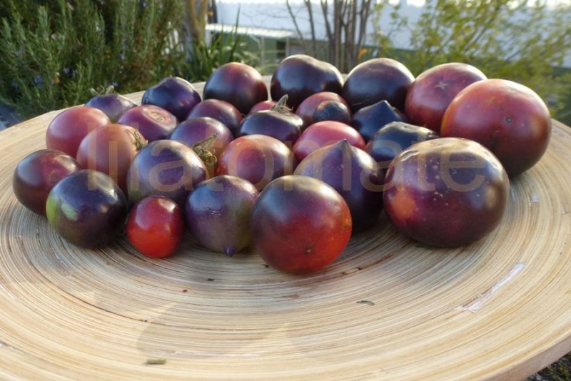 Tomate Sortenmischung 'Blaue Tomaten', 'Lila + blaue Tomaten' 'Blaue