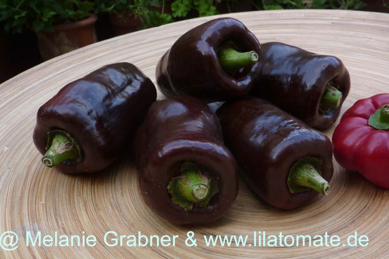 Paprika 'Sweet Chocolate' Paprika 'Sweet Chocolate'