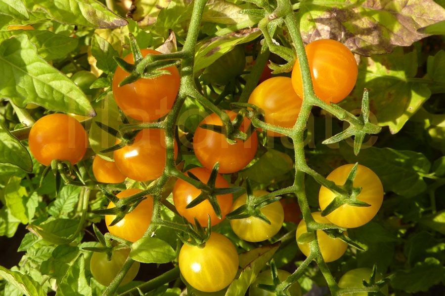 Tomate 'Johannisbeertomate, gelb' | Tomate 'Johannisbeertomate, gelb'